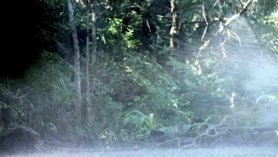 eng_jungle_v3